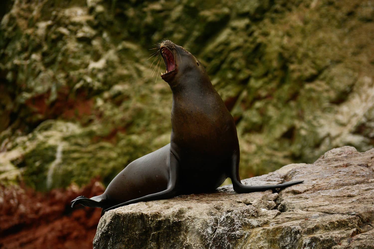 Islas Ballestas
