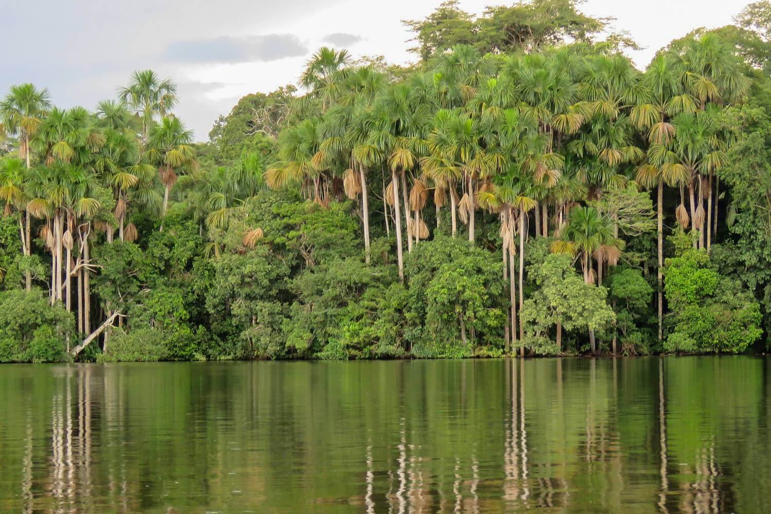 Tambopata